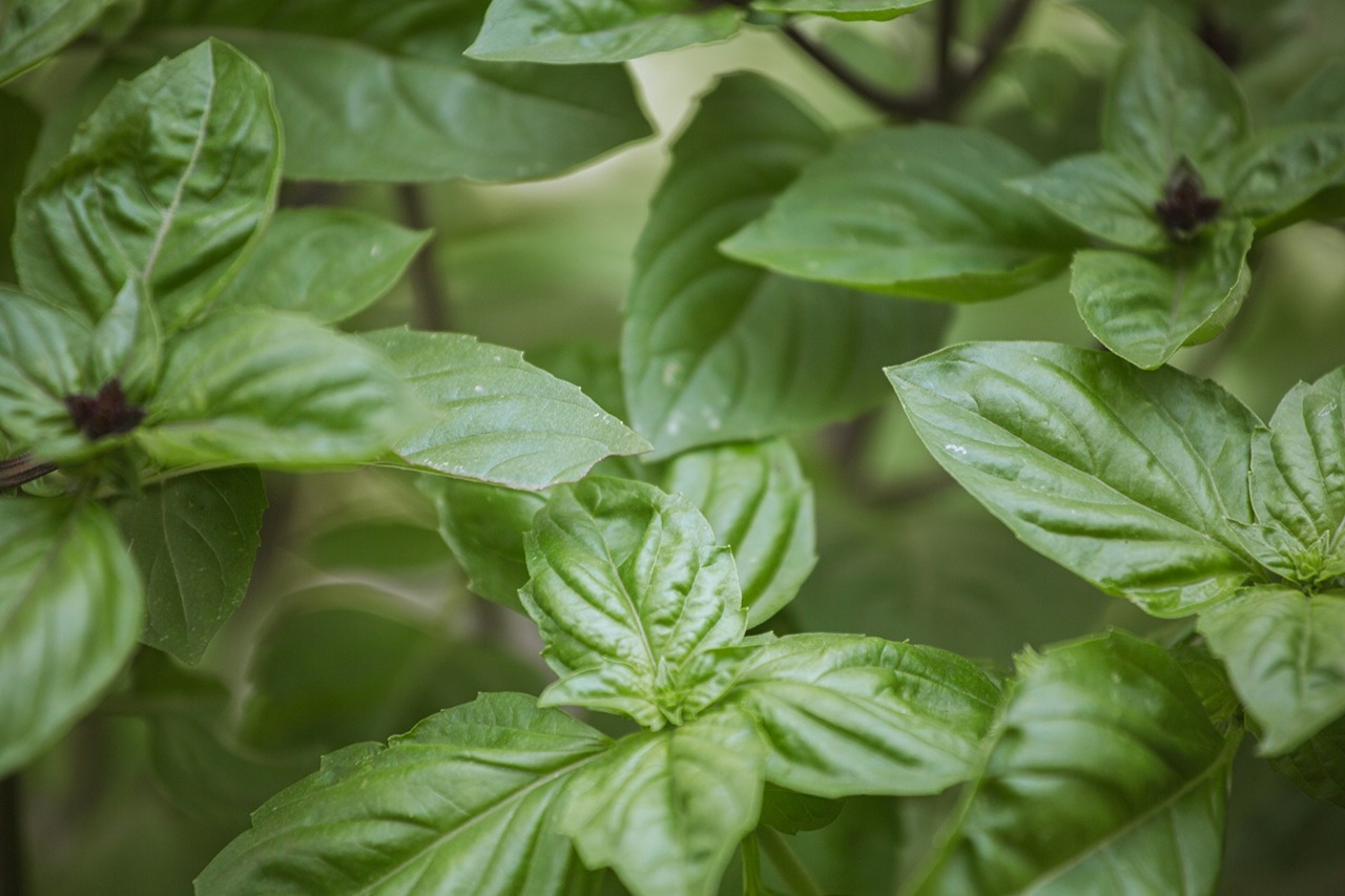天然羅勒萃取成分具有頭皮調理與舒緩功效,常應用於洗髮精配方中